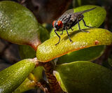 Flesh Fly On A Leaf. Photographer: Carol Khorsandyon