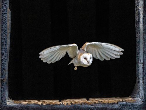 Flying through The Window.   Photographer:  Rita Howe
