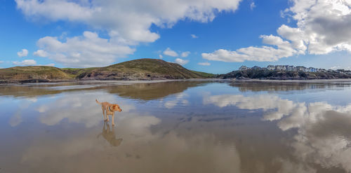 Free To Roam. Photographer: Craig Mitchell