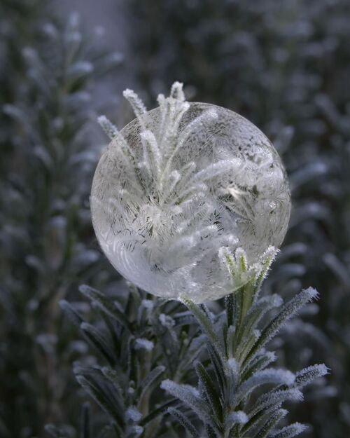 Frozen Bubble.  Photographer:  Lorna O'Keefe