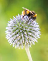 Globe Thistle. Photographer: Craig Mitchell