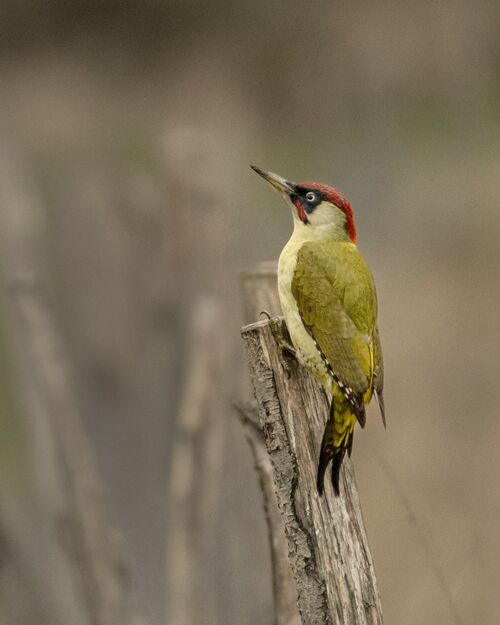 Green Woodpecker.  Photographer:  Lorna O'Keefe