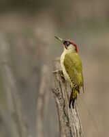 Green Woodpecker.  Photographer:  Lorna O'Keefe