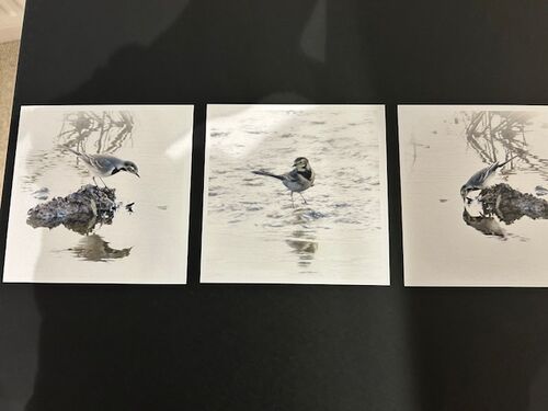 Grey Wagtail.  Photographer:  Lorna O'Keefe