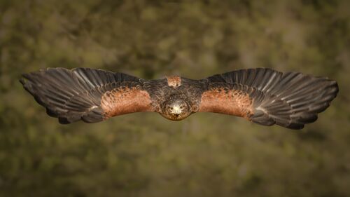 Harris Hawk.  Photographer: Lorna O'Keefe