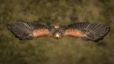 Harris Hawk.  Photographer: Lorna O'Keefe