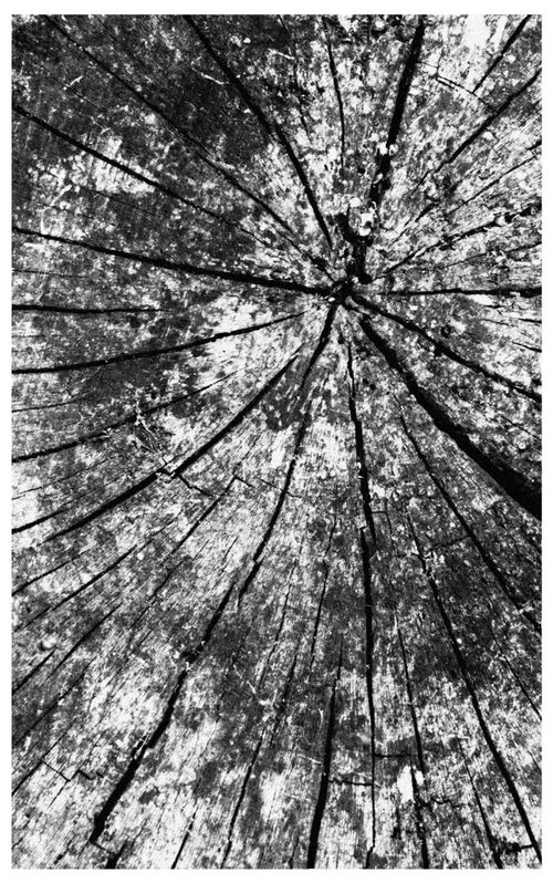 Heartwood.  Photographer:  Keith Upton