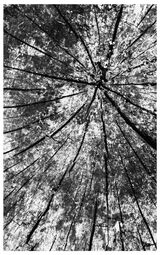 Heartwood.  Photographer:  Keith Upton