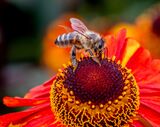 Honey Bee On Helinium.  Photographer:  Keith Upton