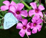 Moth Or Butterfly. Photographer: Rita Howe