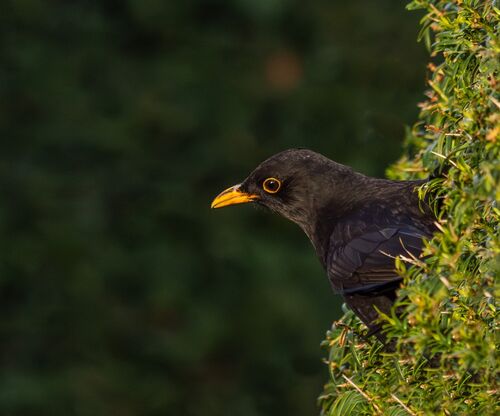 I see You.  Photographer.  Photographer:  Jean Cuomo