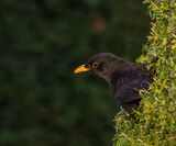 I see You.  Photographer.  Photographer:  Jean Cuomo