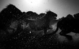 Kelpies. Photographer: Irene Dunton