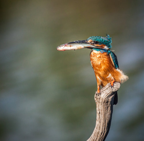 Kingfisher