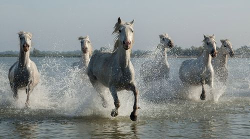 Leader Of The Pack. Photographer: Irene Dunton