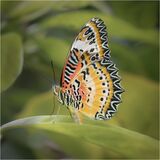 Leopard Lacewing Butterfly.  Photographer:  Lorna O'Keefe