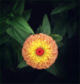 Like A Big Eye Ball.  Photographer:  Ornella Walker