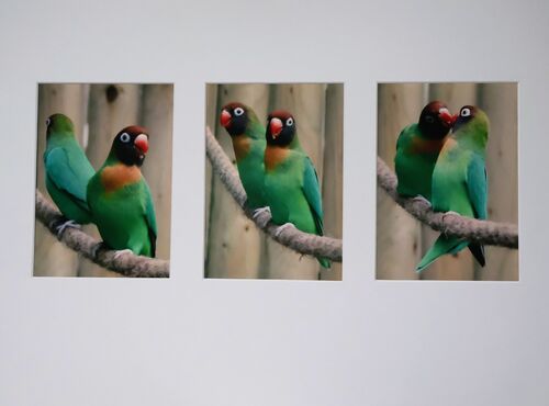 Love On The Line.  Photographer:  Lisa Burton