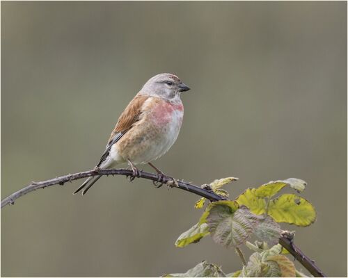 Male Linnet.  Photographer:  Lorna O'Keefe