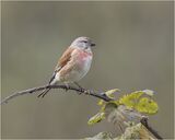Male Linnet.  Photographer:  Lorna O'Keefe