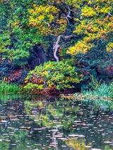 Monet's Birthday.  Photographer:  Dennis Shields