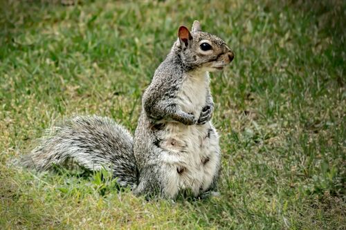 On Alert.  Photographer: Keith Upton