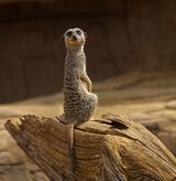 On Watch.  Photographer:  Pauline Blade