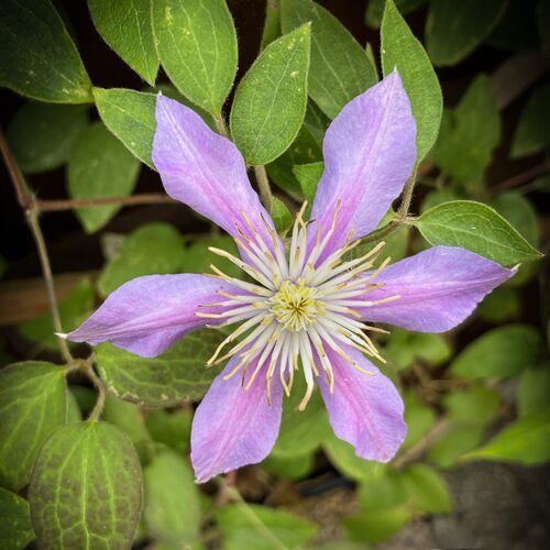 Passion Flower:  Photographer  (Lorna O'Keefe)