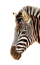 Peaceful Gaze.  Photographer:  Keith Upton