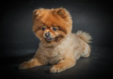 The Pomeranian. Photographer: Craig Mitchell