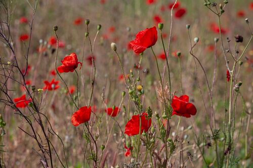 Poppies.  Photographer:  Gabriel Baloiu