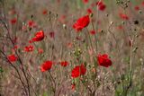 Poppies.  Photographer:  Gabriel Baloiu