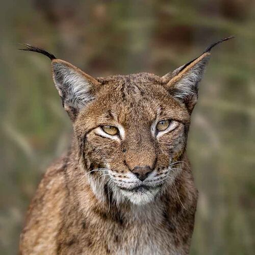 Profile Of Lynx.  Photographer:  Lorna O'Keefe