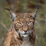 Profile Of Lynx.  Photographer:  Lorna O'Keefe