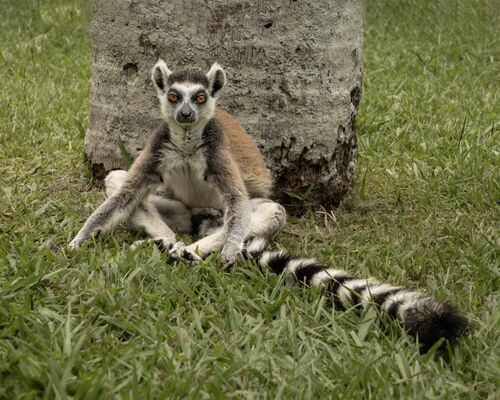Posing Lemur.  Photographer:  Lorna O'Keefe