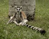 Posing Lemur.  Photographer:  Lorna O'Keefe