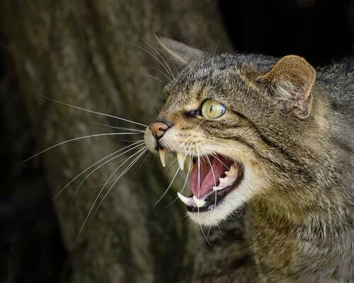 Profiler of European Wildcat.  Photographer:  Lorna O'Keefe