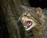 Profiler of European Wildcat.  Photographer:  Lorna O'Keefe