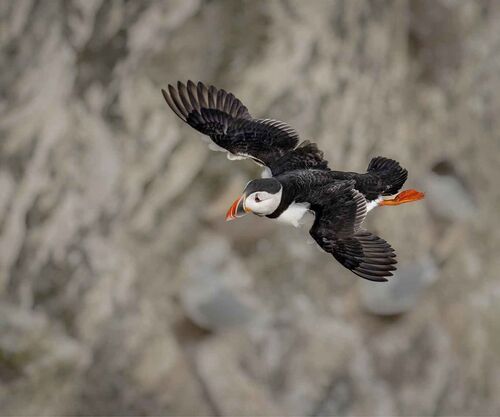 Puffin Returning to the Roost. Photographer: Lorna O'Keefe