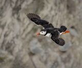 Puffin Returning to the Roost. Photographer: Lorna O'Keefe