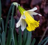 Quiet Bow To Spring.  Photographer: Keith Upton