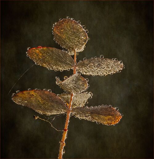 Rain Drops.  Photographer: Ornella Walker