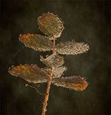 Rain Drops.  Photographer: Ornella Walker