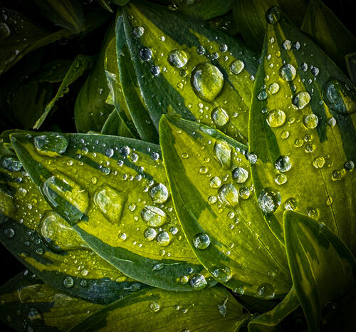 Raindrops On Leaves.  Photographer:  Carol Khorsandyon