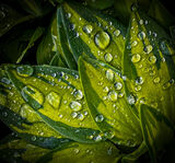 Raindrops On Leaves.  Photographer:  Carol Khorsandyon