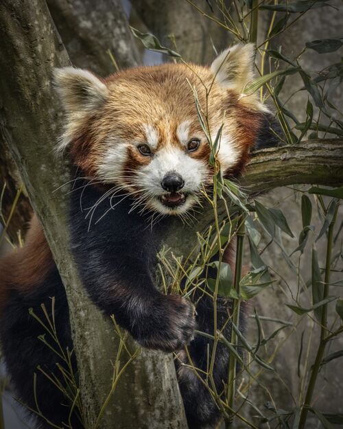 Red Panda.  Photographer:  Lorna O'Keefe)