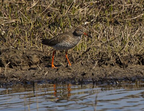 Redshank.  Photographer:  Pauline Blade