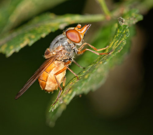 Rhingia Rostrata. Photographer: Ron James