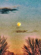 Rising Moon.  Photographer: Dennis Shields