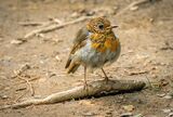 Juvenile Robin. Photographer: Craig Mitchell